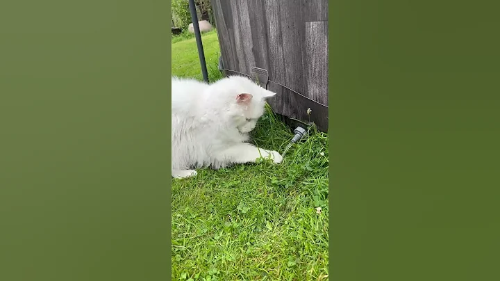 Watch the video about Bootchi vs. the water stream #cat #funnycats #catshorts #katze #mainecoon #shorts