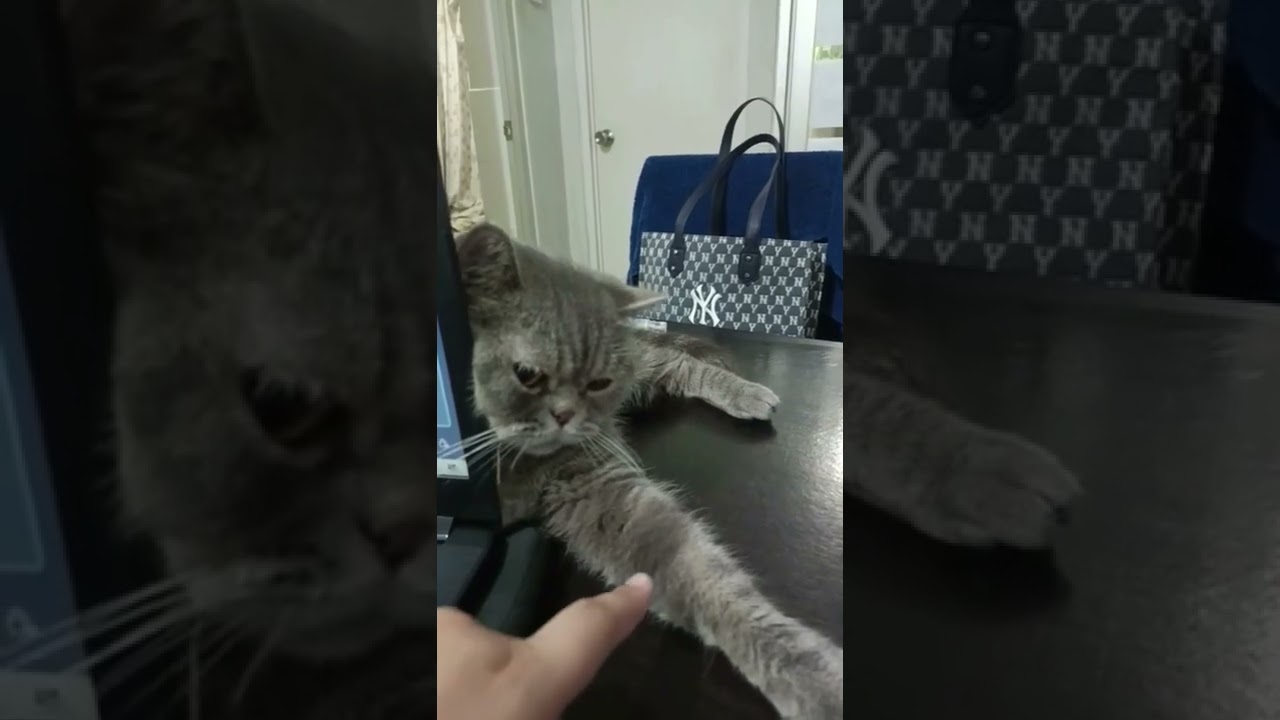 #cutecat #love #catlover #shorts #cat