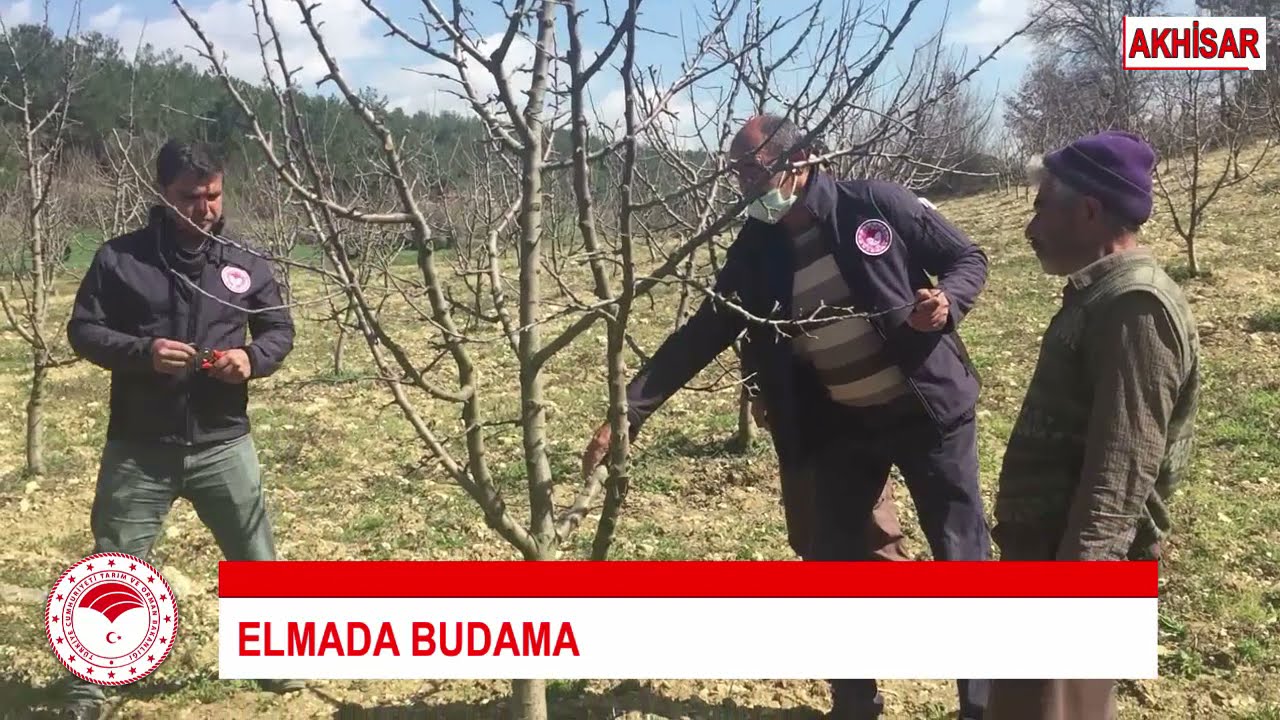 Elma Ağaçlarında Budama Nasıl Yapılır?