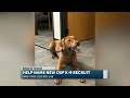 Help name Oregon State Police's new K-9 trooper, a one-year-old red Labrador Retriever