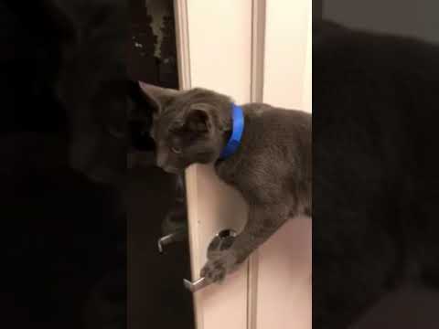 camera iphone 8 plus apk The Kitties of River Kitty Litter Lounge!