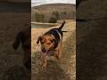 He&rsquo;s unstoppable | Typical day walking our dog
