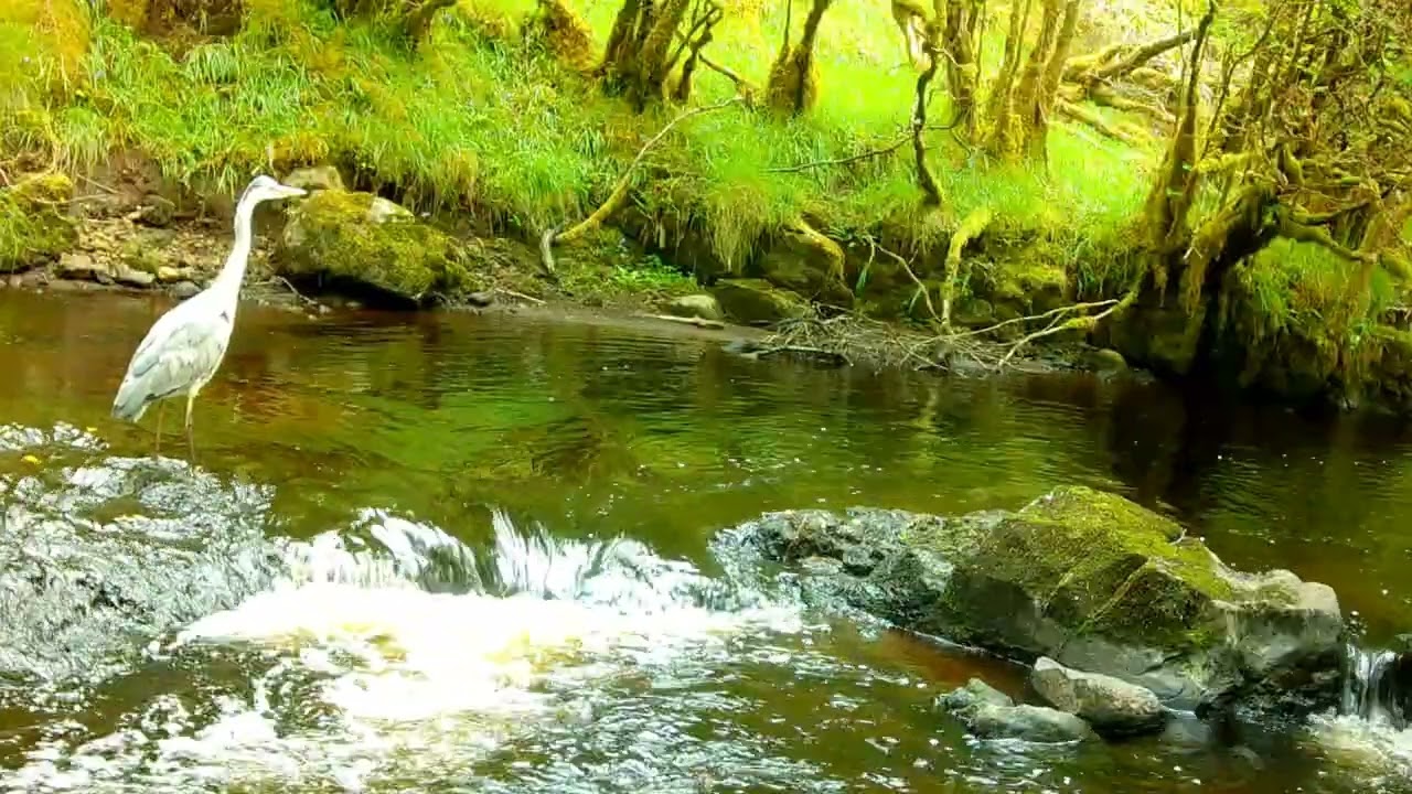 Grey Herons Hunting for Fish at Favorite Spots | Isle of Skye Wildlife Trail Cam 🐦🐟🌿