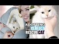 ADOPTING THE PERFECT RESCUE CAT! | From Cat Hoarder to Happy Home!