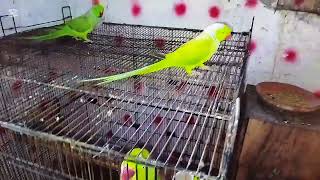 Talking parrot video😱#apny tooty ko bolna sikaee video dikha k#viralvideos