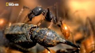 El ataque de los insectos - Documental Nat Geo Wild - HD