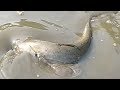 Wonderful Fishing-People Big Catfish(Boal) fish Catching by hand in the Pond | Village fishing video