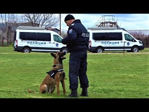 Видео: Добре ли е да поставите подложки за пени в кутията на кучето?