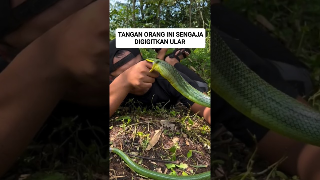 salah satu Jenis ular hijau yang tidak berbisa di indonesia 