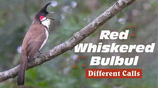 Red whiskered bulbul singing different songs