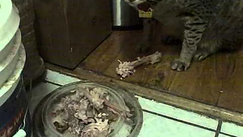 Watch the video about F2 savannah crunches chicken bones.AVI