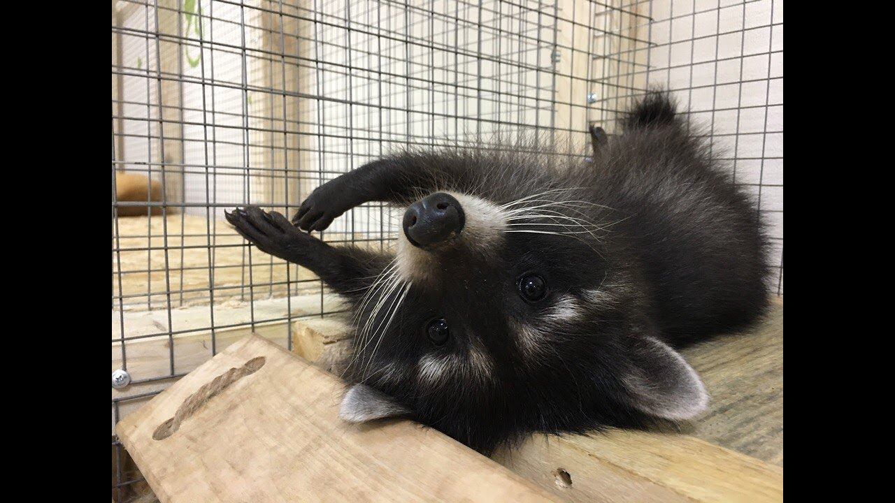 Енотия. Страна енотия красноярск. Страна енотия москва. Енотия на 3 парковой. Енотия измайлово.