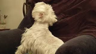 Temujin the Westie sings to Santa Maria della Salute