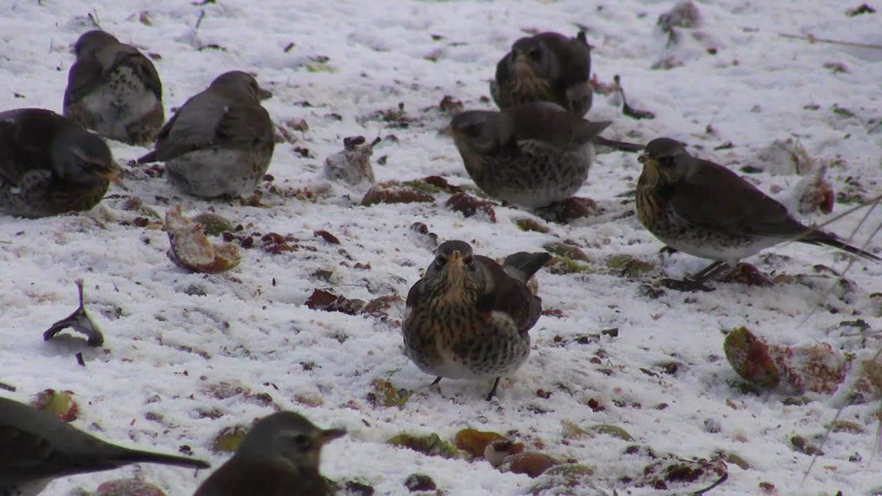 Fieldfares and redwing feeding on fallen apples