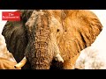 How to stop the ivory trade | The Economist