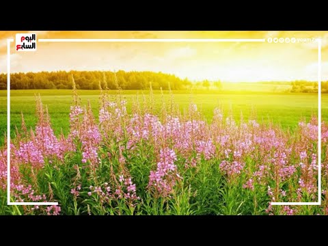 رسميا بداية فصل الربيع يستمر حتى 21 يونيو والتقلبات الجوية أبرز سماته