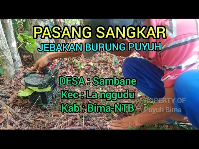 pasang sangkar Jebakan burung puyuh class=