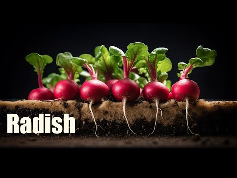 Growing Radish from Seed ? 50 days Time Lapse | Soil cross section