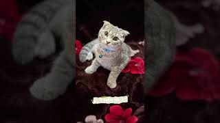 Plz Subscribe Me  cat americe catcute kitten catlife
