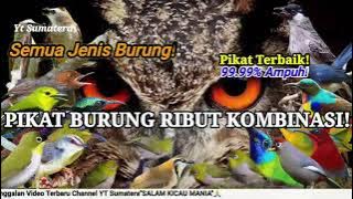 Suara Burung RIBUT Paling JAHAT! TERBARU 2021