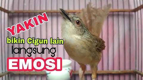 TES MENTAL ciblek gunung mu dengan cigun gacor ngebrem bikin emosi ini