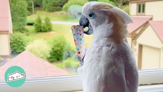 20YearOld Cockatoo Waits for Grandma to Show His Moves | Cuddle Buddies