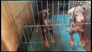 Doberman puppy | Royal pet shop ‍