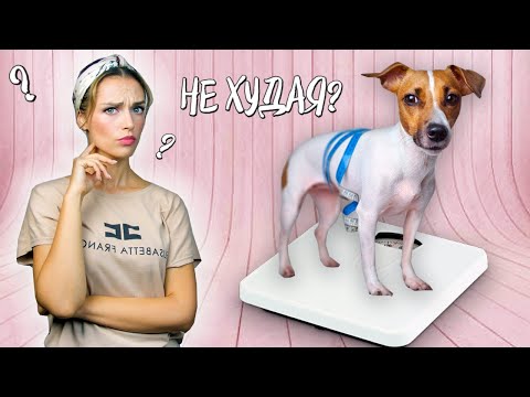 МОИ СОБАКИ ХУДЫЕ? Как определить, нормальный ли вес у собаки?