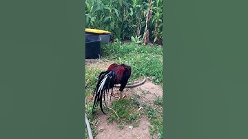 Qaib Thai Laus (Og Brood Son)