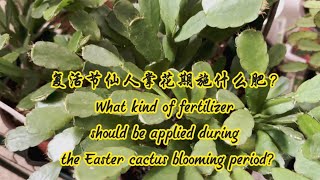 复活节仙人掌花期施什么肥？What kind of fertilizer should be applied during the Easter Cactus blooming period?