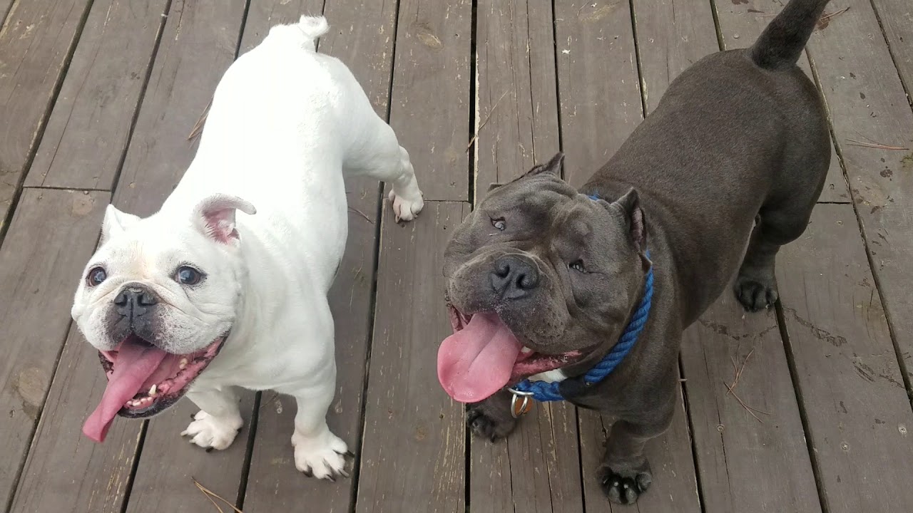 English Bulldog vs Exotic Bully - YouTube