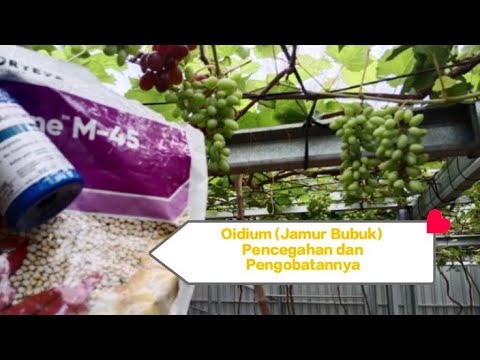 Video: Pelajari Cara Mengobati Jamur Jamur Tepung