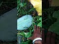 aaj kartea han kherea ki harvesting #plant #gardening