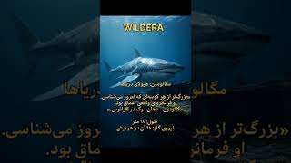 مگالودون