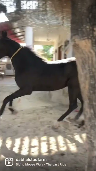 Young Marwari filly Laxmi at Dabhal Stud.