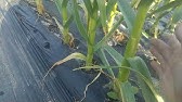 にんにく栽培 茎 とう つみ作業編 14 05 30 にんにくのよしだ家 Youtube にんにく栽培 茎 とう つみ作業編 14 05 30 にんにくのよしだ家 Youtube