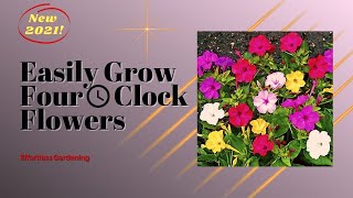 How to grow Four O Clock flowers from seed