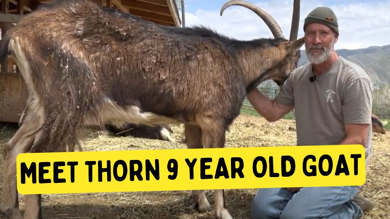Meet Thorn The 9 Year Old Goat 