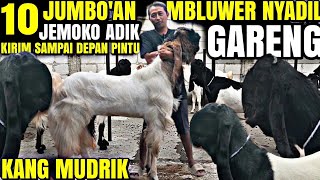 Download Lagu CANTIK JUMBO MBLUWER NYADIL..!!! Kambing PE ADA JEMOKO ADIK GARENG KANG MUDRIK MP3