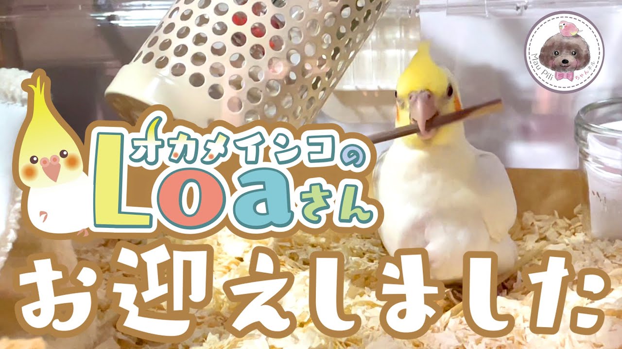 【お迎え動画】オカメインコのLoaです【お迎えしました】Baby cockatiel welcomed to my family !!!
