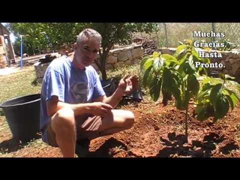 Video: Trasplante de árboles de aguacate: aprenda a trasplantar un árbol de aguacate
