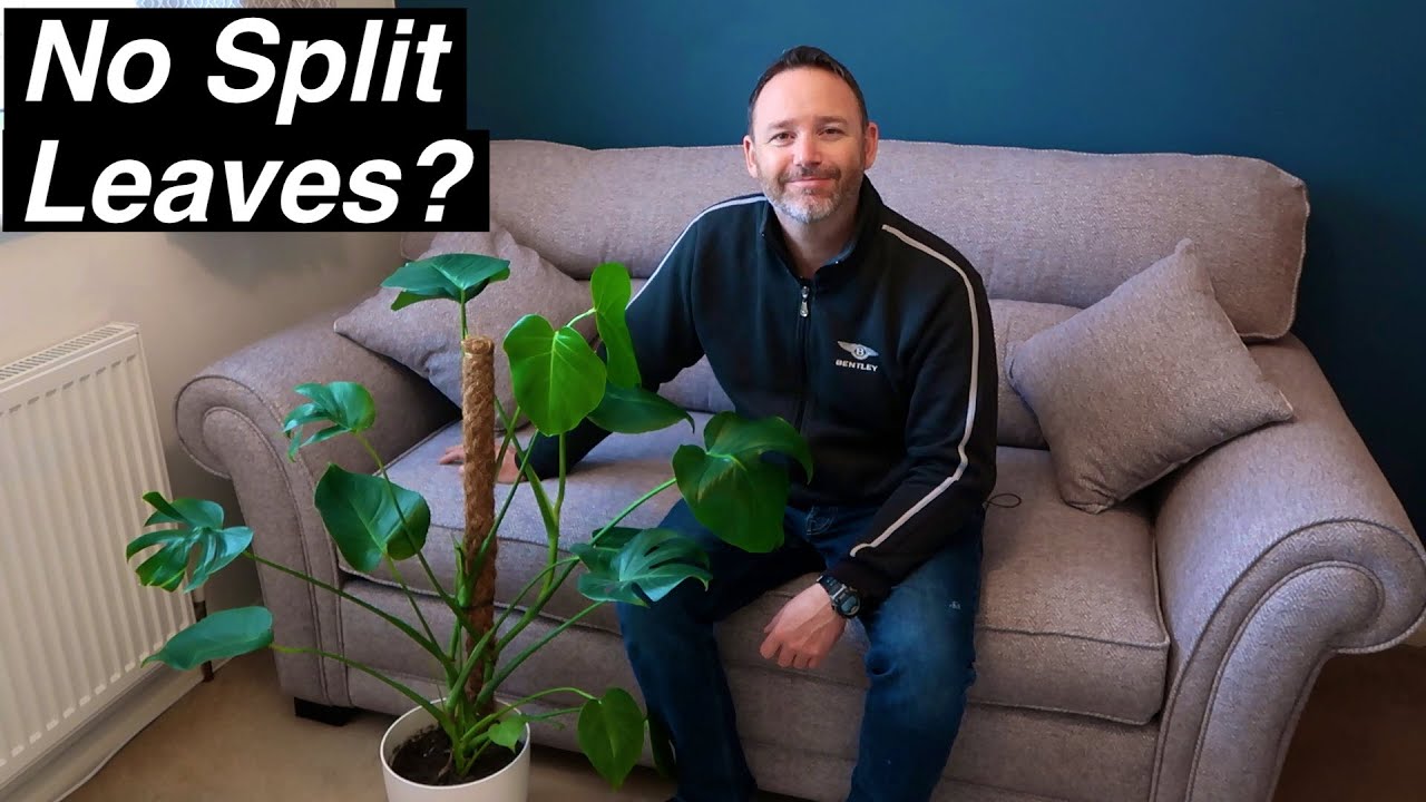 Why Wont My Monstera Leaves Split? | Monstera Deliciosa ~ Swiss Cheese Plant