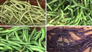 Comparing 5 Different Pole Beans From Planting To Harvest