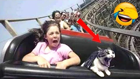 Video 2050291: funnycats cute animals, funny cat