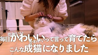 ノルウェージャンフォレストキャットを甘やかせて育てたら、こんな成猫になりました。