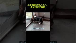 搞笑動物系列第1033集 （重播）小狗我跟老爸心连心，老爸跟我玩脑筋! #搞笑 #黑熊 #animals #搞笑 #黑熊 #熊日常 #熊日常 #搞笑视频 #黃狗 #搞笑视频 #黃狗 #funny