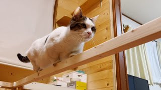 平均台で体幹を鍛える猫
