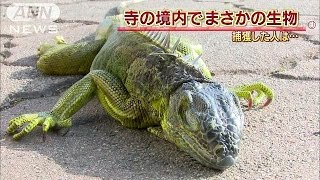 体長1m“グリーンイグアナ”発見　なぜ寺の境内に？(15/12/18)