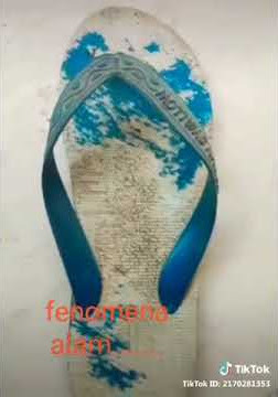 Fenomena alam#sandal swalow#