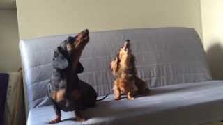 Dachshunds singing to the flute